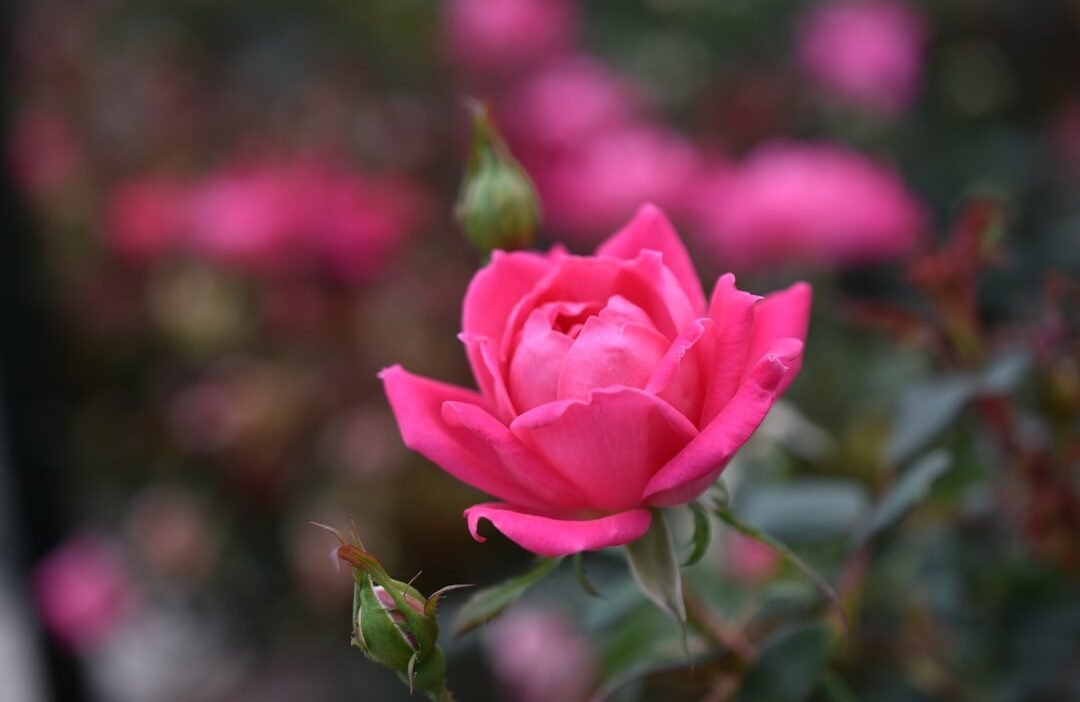 Photo Colorful blooms