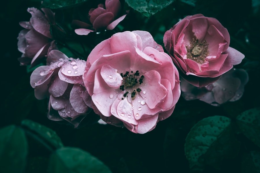 Photo Colorful blooms