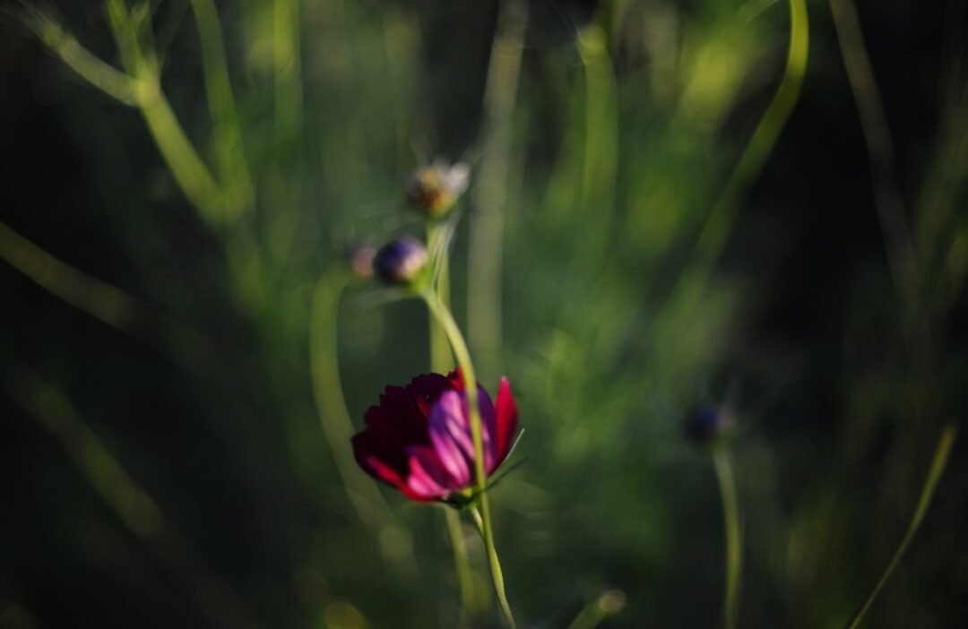 Photo Elegant flower