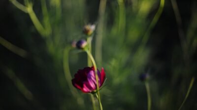 Photo Elegant flower