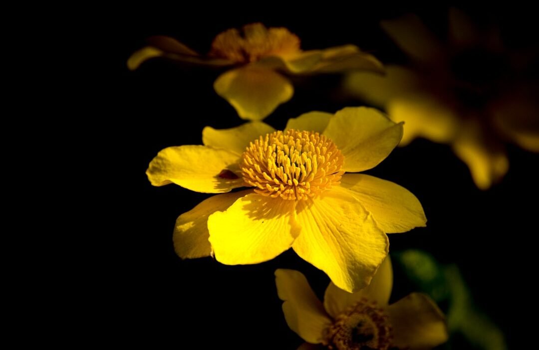 Photo Vibrant blooms