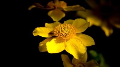 Photo Vibrant blooms