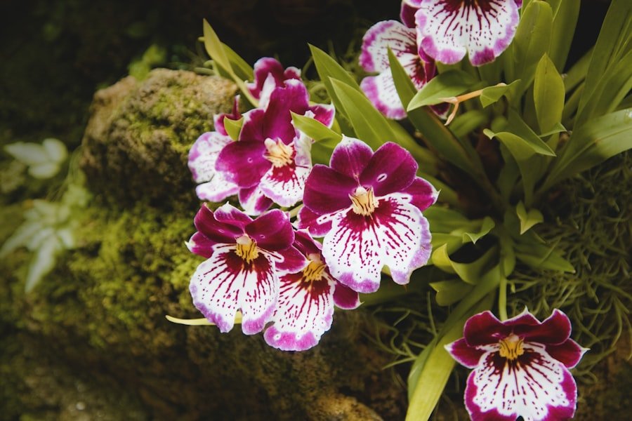 Photo Vibrant blooms