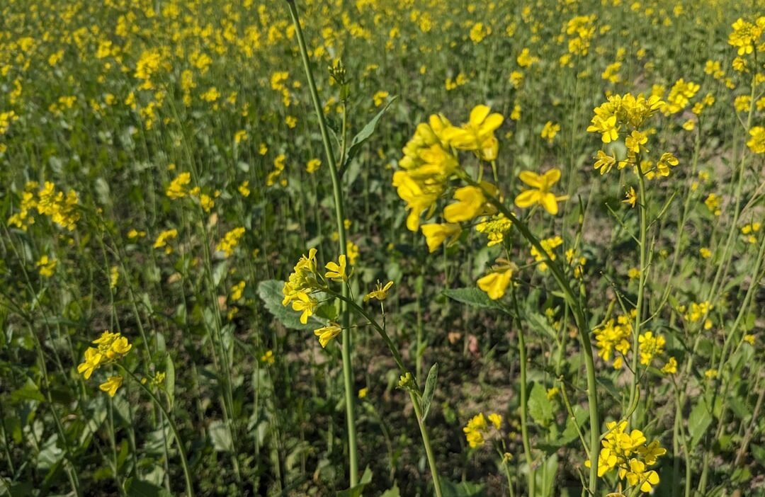 Photo Vibrant blooms