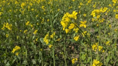 Photo Vibrant blooms