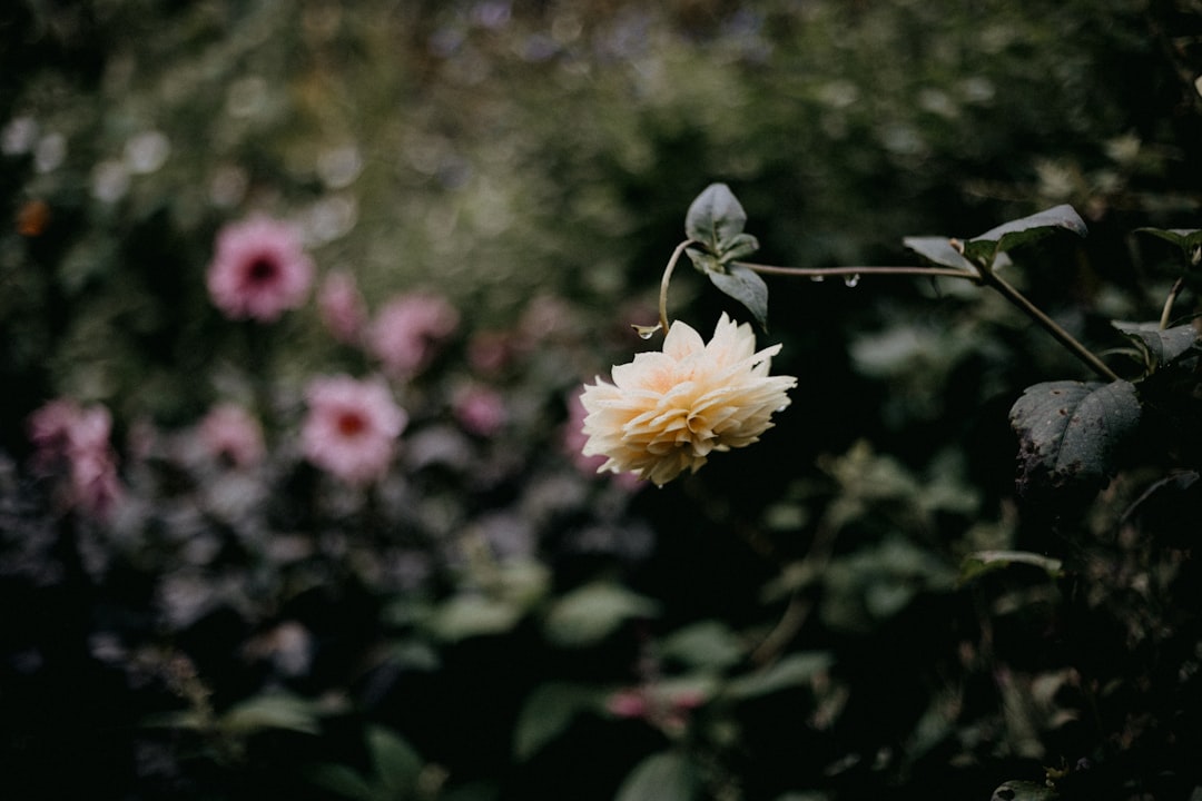 Photo Dark Dahlia